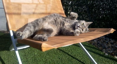 chats-couffin-confort-fauteuil-pension-pour-chats-montpellier-herault-vacances-de-felix