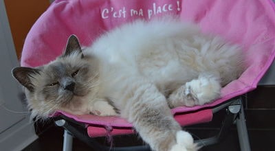 chat-relaxation-fauteuil-pension-pour-chats-montpellier-herault-vacances-de-felix