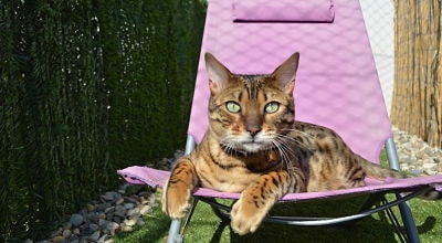 chat-relax-dans-fauteuil-terrasse-soleil-pension-pour-chats-vacances-de-felix-montpellier-herault-cournonsec