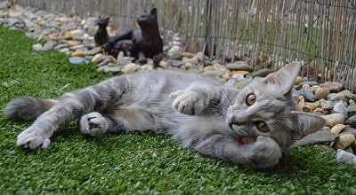 chat-pelouse-terrasse-exterieure-pension-pour-chats-montpellier-herault