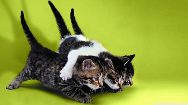 trois-chats-matous-amusementchats-joueur-pension-pour-chats-montpellier-herault