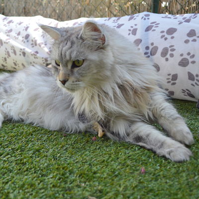 chat-blanc-sur-pelouse-en-vacances-pension-pour-chats-montpellier-herault