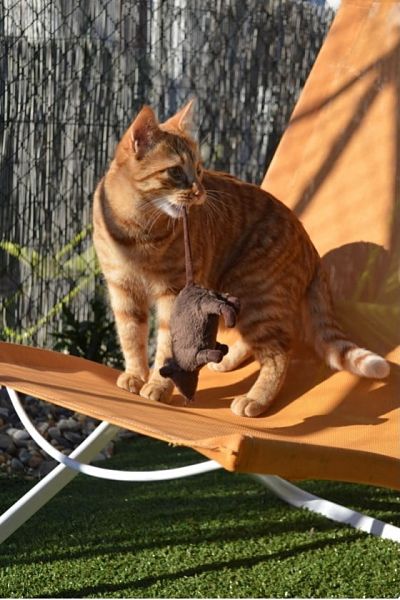chat-sur-fauteuil-orange-pension-pour-chats-montpellier-herault