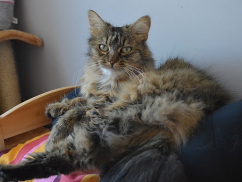 chat-prelasse-lit-individuel-pension-pour-chats-montpellier-herault