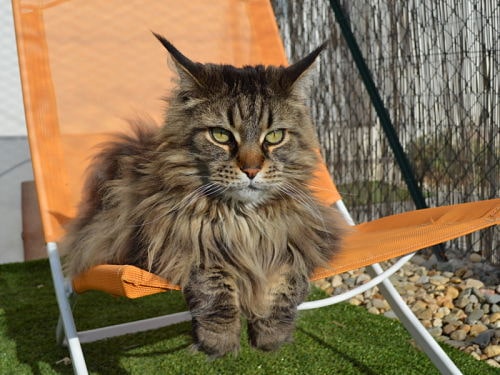 chat-soleil-fauteuil-detente-pension-pour-chats-montpellier-herault