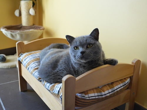 chat-soleil-dans-lit-detente-pension-pour-chats-montpellier-herault