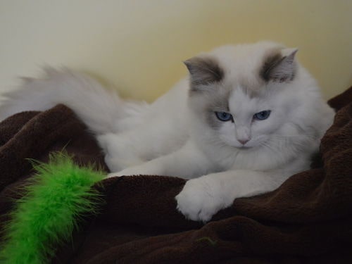 chat-blanc-relaxation-pension-pour-chats-montpellier-herault