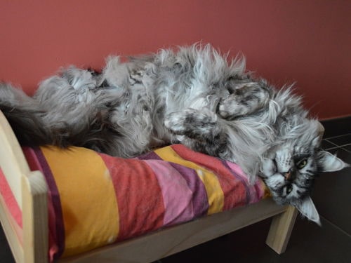 chat-sur-lit-douillet-pension-pour-chats-montpellier-herault