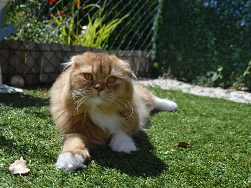 chat-sur-pelouse-terrasse-douillet-pension-pour-chats-montpellier-herault